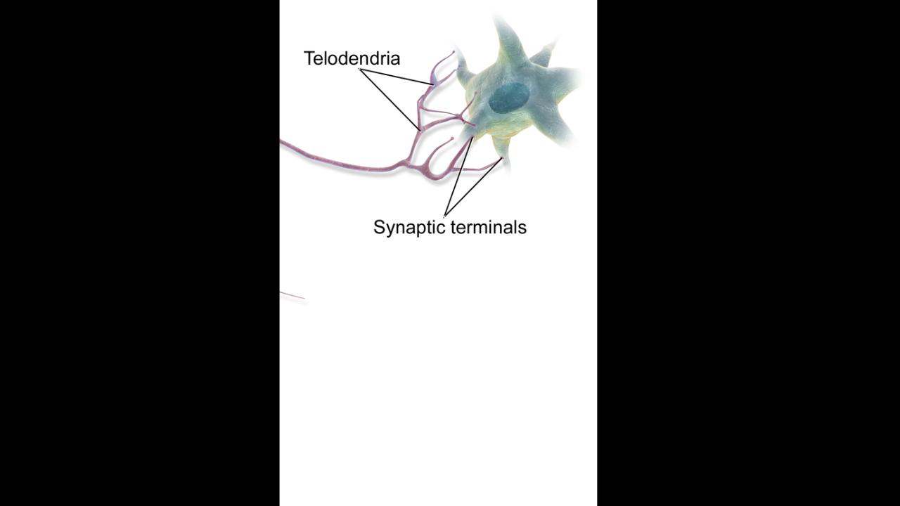 <p>telodendria </p>