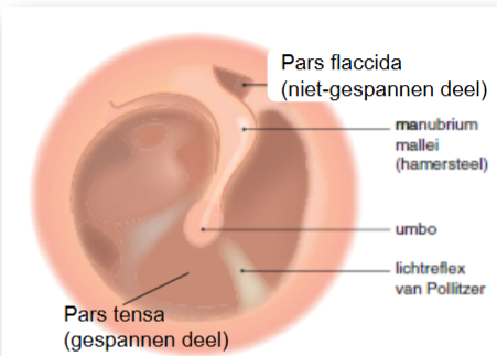 <p>pars tensa</p>