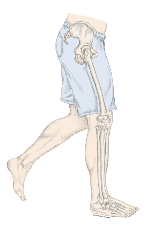 <p>What part of the stance phases is the R LE in?</p>
