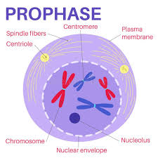 <ul><li><p><span style="font-family: &quot;Times New Roman&quot;, serif"><strong>CHROMATIN TURNS INTO CHROMOSOMES</strong></span></p></li><li><p><span style="font-family: &quot;Times New Roman&quot;, serif"><strong>SPINDLE FIBERS GROW FROM CENTRIOLES</strong></span></p></li><li><p><span style="font-family: &quot;Times New Roman&quot;, serif"><strong>CENTRIOLES MOVE TO OPPOSITE SIDES/POLES OF THE CELL</strong></span></p></li></ul><p></p>
