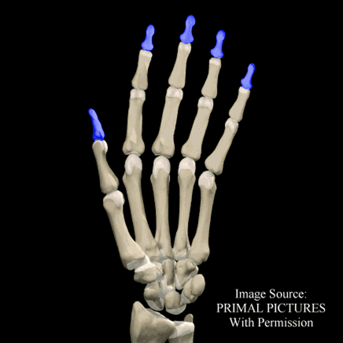 <p>What is the term of the bones highlighted in blue?</p>