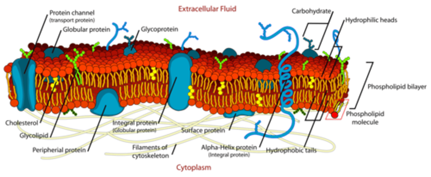 <p>We call it the "Fluid Mosaic Model" because it is not stagnant but is actually fluid. Fatty acids, Cholesterol, and proteins are moving around.</p>