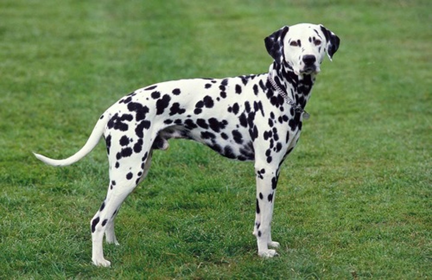 <p>What breed is this? What was it developed for? What are two visual characteristics?</p>