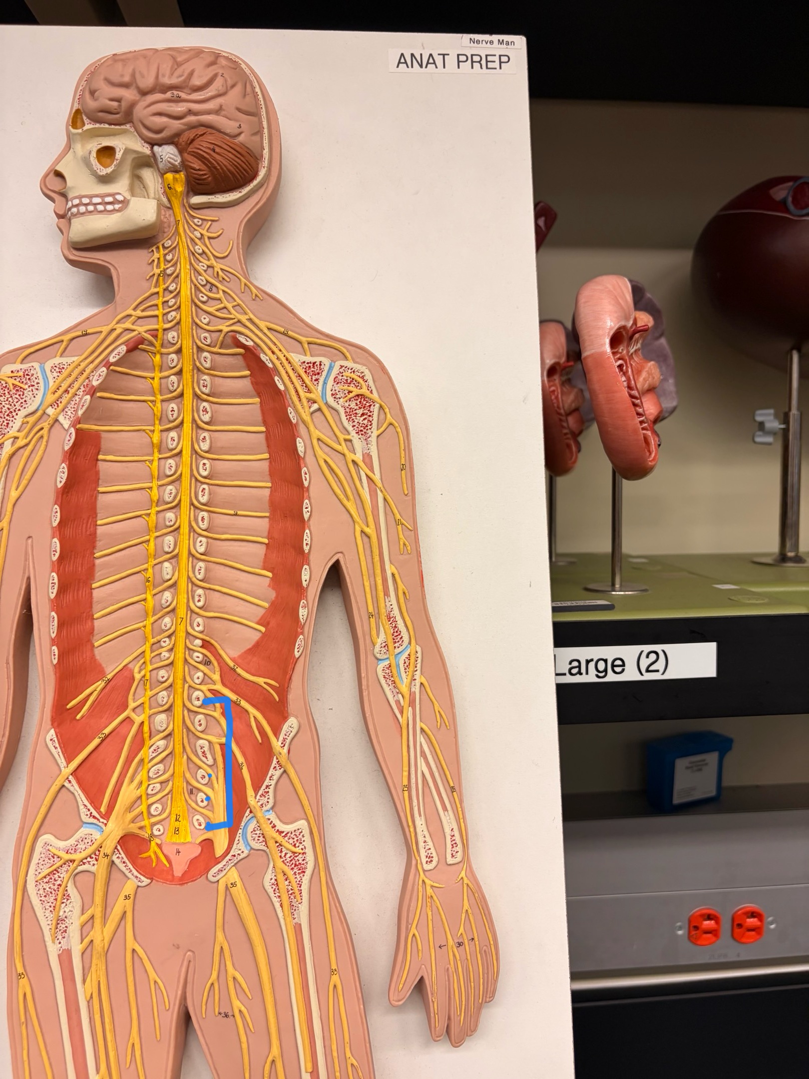 knowt flashcard image