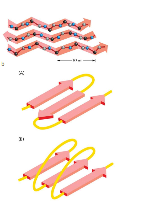 <p>Forms independtly to R groups (but they alternatively point up and down, interactions)</p><ul><li><p>H-bond of carbonyl (C=O) with amide hydrogen (N-H) of neighbouring strand</p></li><li><p>typically contain 4-5 strands but can have more</p></li><li><p>can be antiparallel or parallel</p><ul><li><p>anti only needs small sequence between</p></li><li><p>parallel needs more </p></li></ul></li></ul><p></p>
