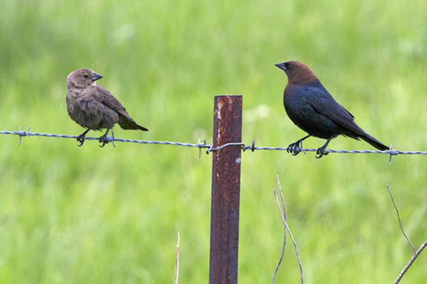 <p>Icteridae</p>