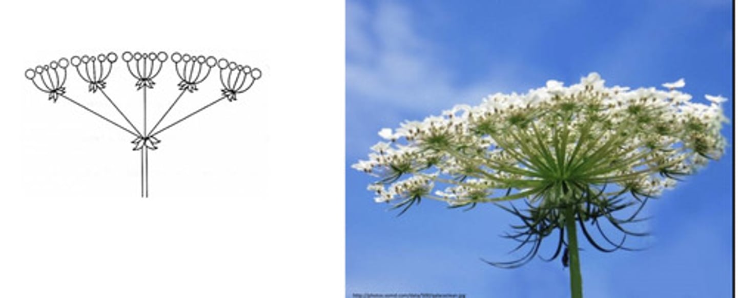 <p>an umbel of umbels</p>