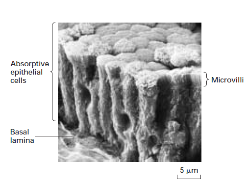 <p>Scanning Electron Micrograph of an epithelial lining of the intestine</p>