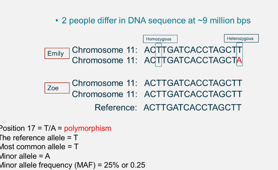 <p>Any point in the genome where DNA sequence varies between individuals.</p><p>Eg at position 17, some people have T and others have A</p><p>Reference allele: T</p><p>Minor allele: A</p><p>Minor allele frequency(MAF)= % of chromosomes with A(≈15%)</p>