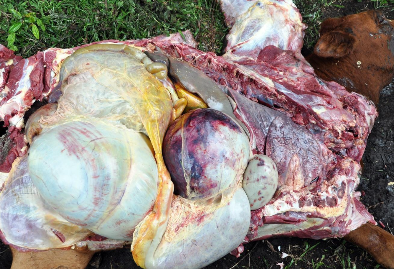 <p><u>monogastrics</u>: polioencephalomalacia like disease (acute onset, weight loss, bradycardia, death in 2-10d)</p><p>r<u>uminants</u>: bone marrow depression leading to weakness, generalized hemorrhage</p><p><u>sheep</u>: atrophy of outer nuclear layer and rod/cone layer</p>