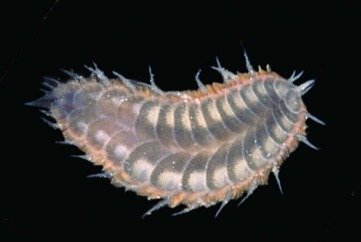 <p>Hesperonoe adventor, flattened body covered with broad scales, very large</p>
