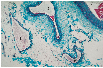 <p>name of histologic slide:</p><p>Specie:</p><p>Parts</p><p>1.__ 2. __ 3.__ </p><p>Stain Used:</p>