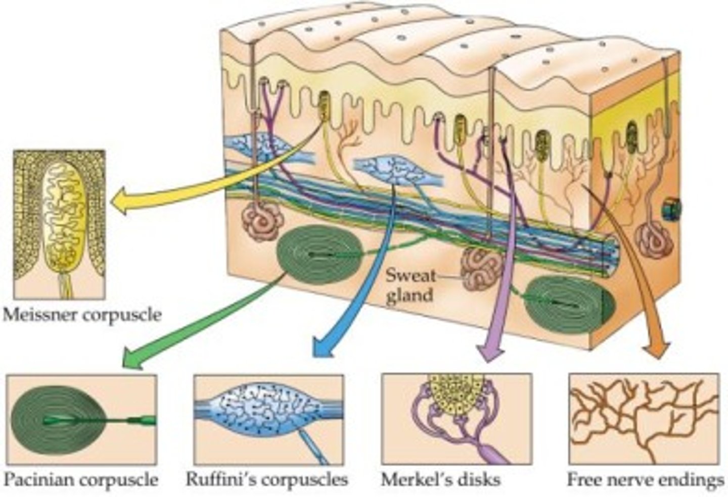 <p>respond to stimuli from outside the body; includes Meissner's (tactile) corpuscles and Pacinian (lamellar) corpuscles</p>