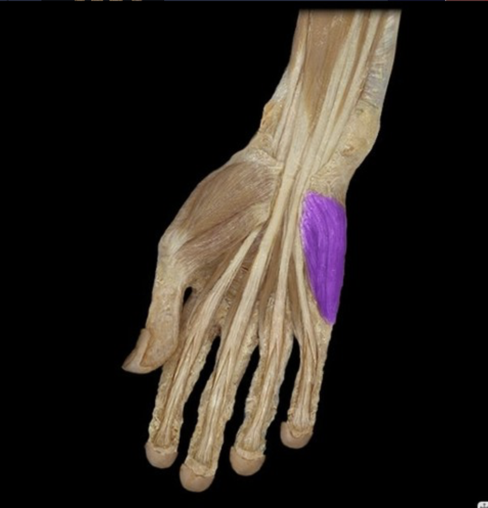 <p><em>table 7, hypothenar m, ulnar n</em></p>