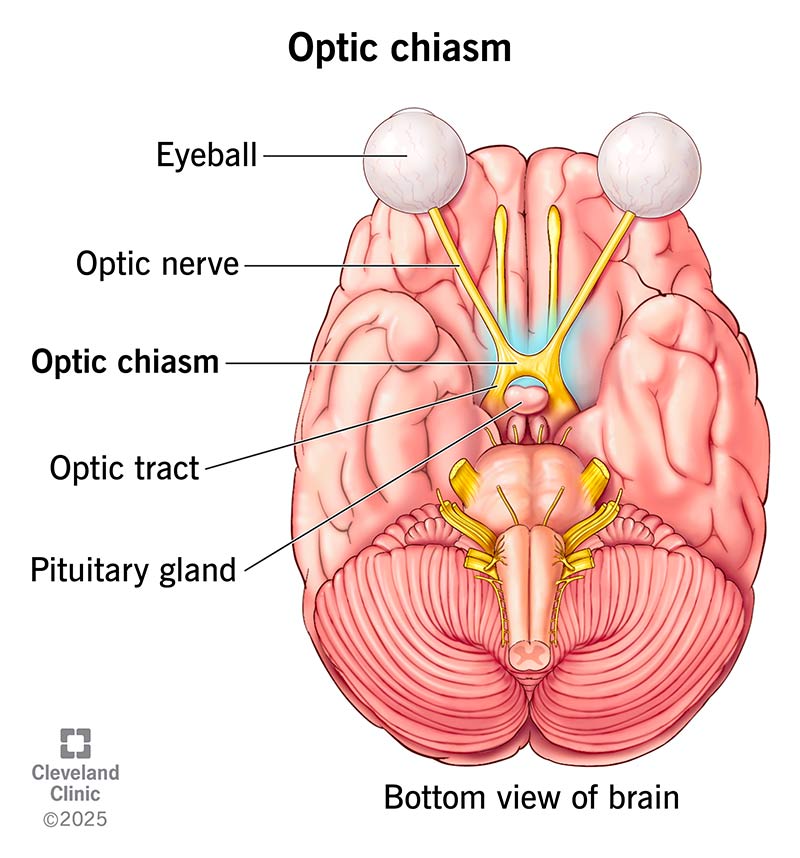 <p>X-shaped structure at the base of the brain where optic nerve fibers from each eye cross over</p>