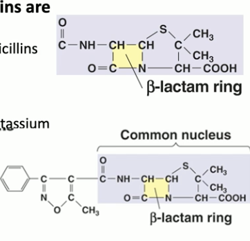 <p>they’re semi-synthetic —&gt; </p><ol><li><p>penicillinase-resistant penicillins (ex. oxacillin)</p></li><li><p>penicillins + B-lactamase inhibitors (ex. amoxicillin + potassium clavulanate)</p></li></ol><p></p>