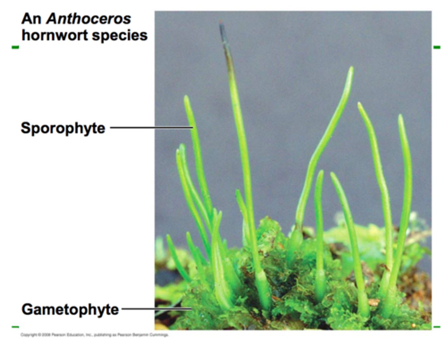 <p>-long, tapered sporophyte</p><p>-lacks seta and consists of only a sporangium</p><p>-colonize open moist soils because of symbiotic relationship with cyanobacteria</p><p>-gametophytes grown horizontally</p>
