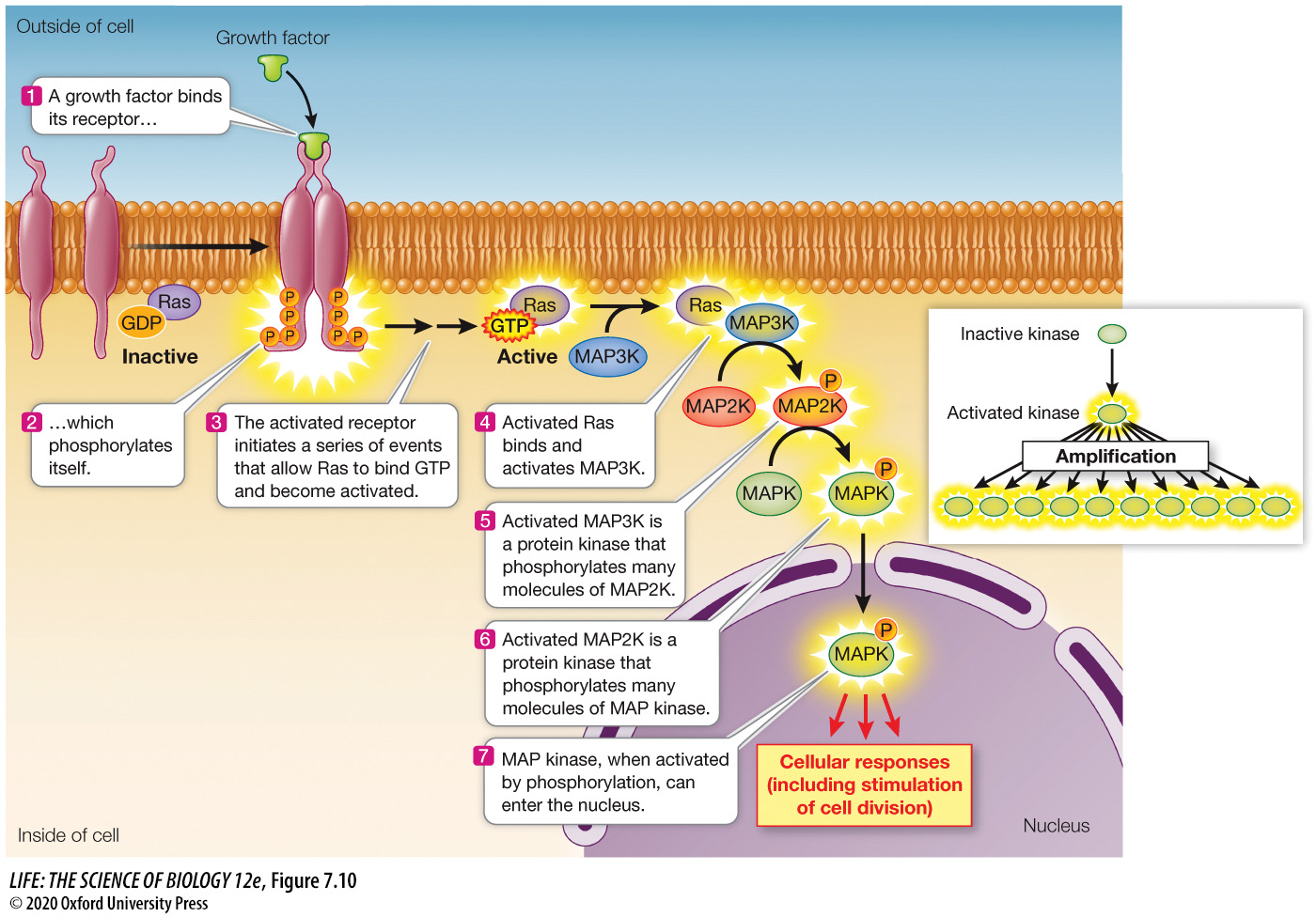 <p>The ligands that stimulate cell division or mitosis.</p>