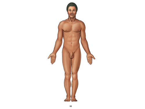 <p>standing erect, looking straight ahead, arms at the sides, fingers straight, and palms facing forward thumbs facing outwards of body</p>