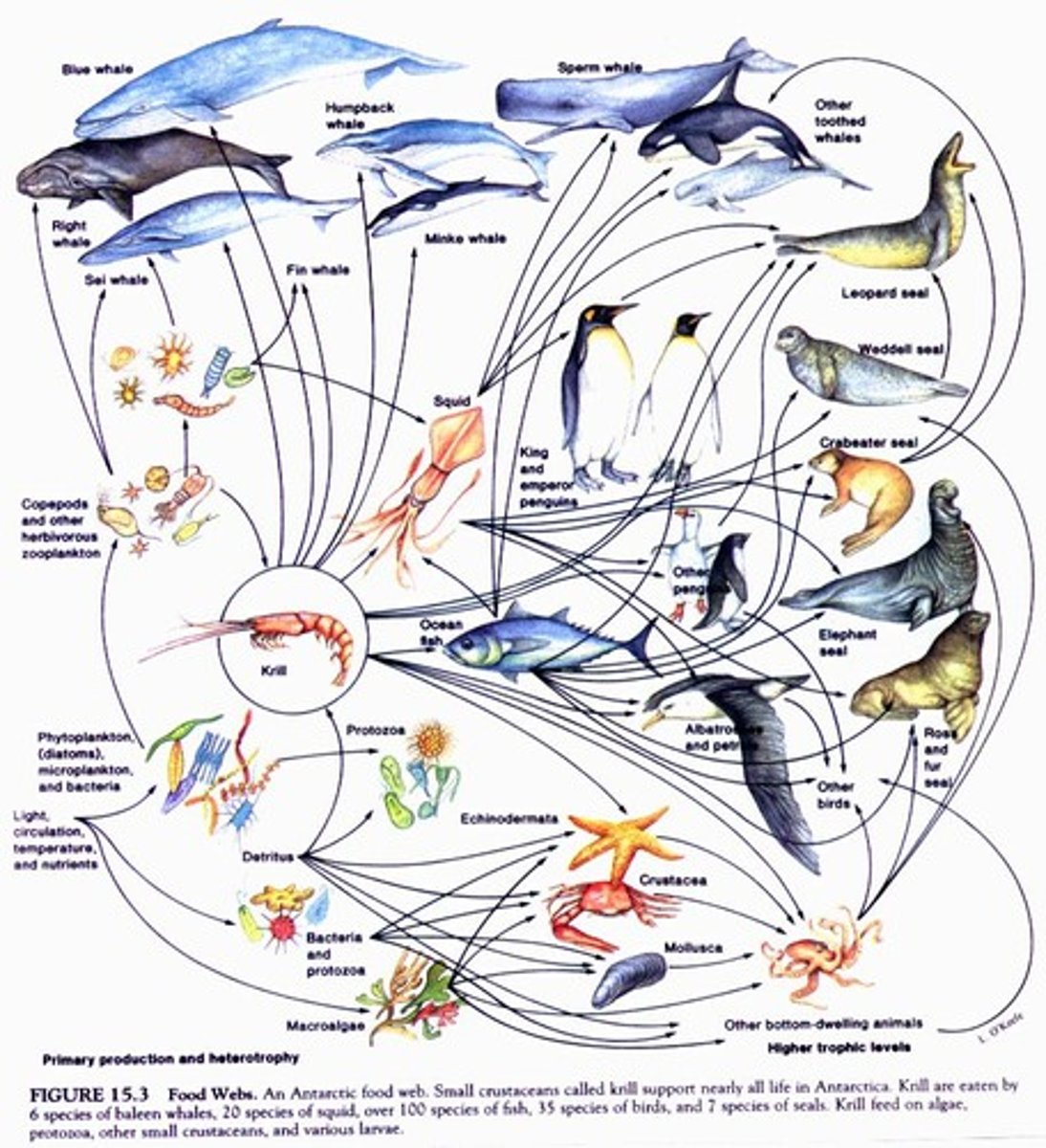 <p>A diagram that shows all the feeding relationships in a community with arrows which show the direction of the energy flow.</p>