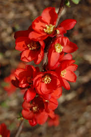 <p>Deciduous shrub with spiny branches, dark green leaves, and showy, early spring flowers in red, pink, or white. Used for hedges and ornamental purposes.</p>