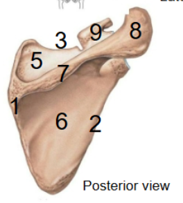 <p>8</p>