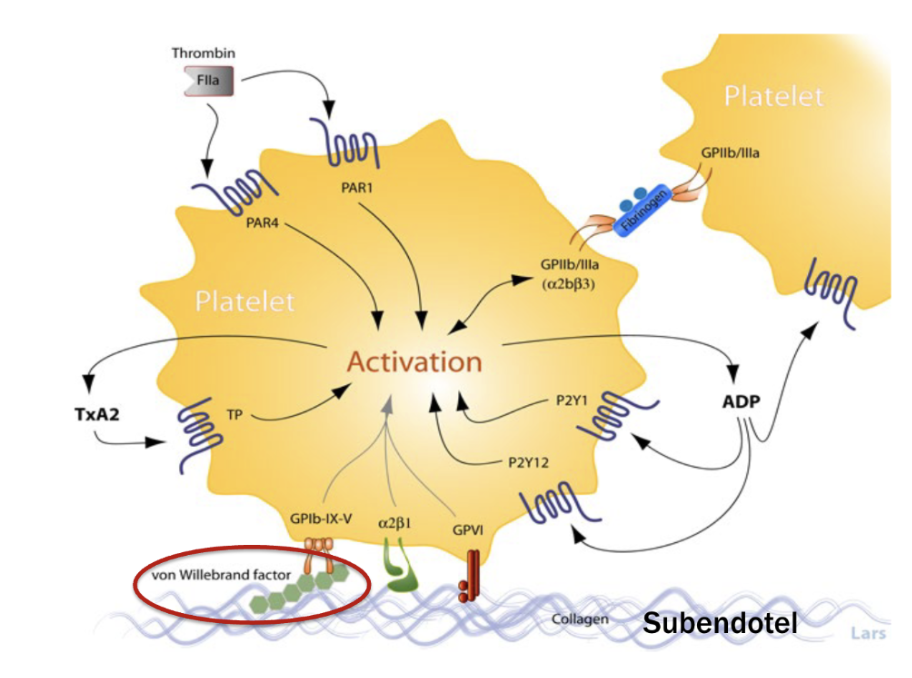 <p>Aktivering/rekrytering : Trombocyter kan aktiveras av följande:</p><ul><li><p><strong>Trombin</strong>: Binder till PAR-1 eller PAR-4, en GPCR som aktiveras vid klyvning. </p></li><li><p><strong>ADP</strong>: Från dense granula som binder till P2Y<sub>12</sub> och P2Y<sub>1</sub>. </p></li><li><p><strong>TXA<sub>2</sub></strong>: Finns i dense granula och binder till TP-receptor. </p></li></ul><p>Vid aggregation bildas <em>fibrinogenbryggor</em> som är reversibla tills trombin klyver dessa, det är en primär hemostasisk plugg. I denna plugg finns även erytrocyter och leukocyter eftersom trombocyter uttrycker<em> P-selektin</em>. </p>
