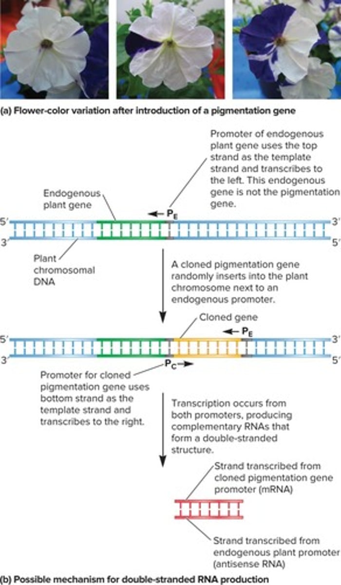 <p>RNA that enhances silencing of target mRNA.</p>
