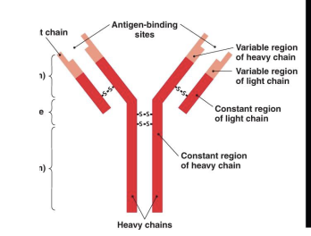 <p>In the BCR, what are the variable regions?</p>