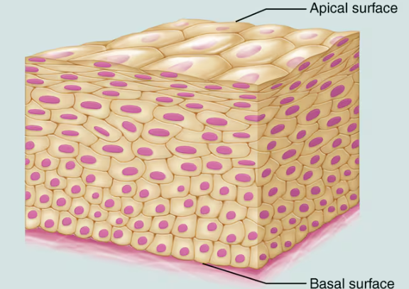 <p>Contain more than one layer of cells. The cells on the basal surface are attached to the basement membrane; those on the apical surface border an open surface. Cell shape of this type is named according to the shape of the cells in the apical layer </p>