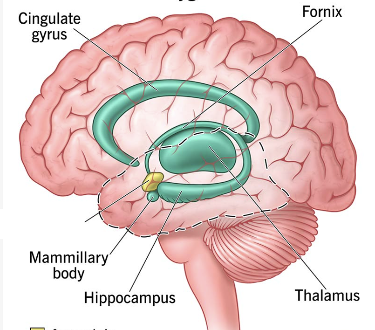 <p>What is this brain regions name and function?</p>