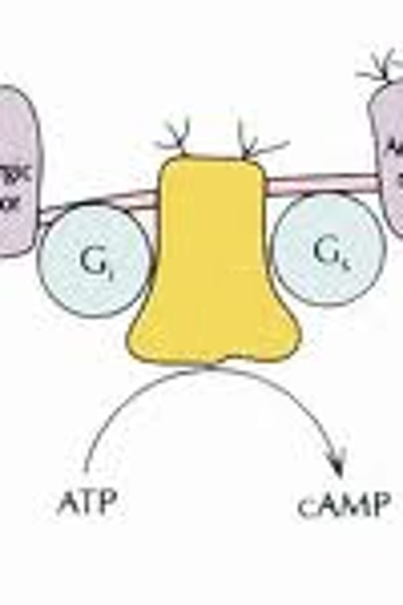 <p>Converts ATP to cyclic AMP in response to an extracellular signal.</p>