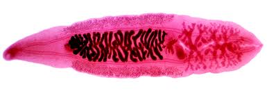 <p>What type of ceca does this trematode have?</p>