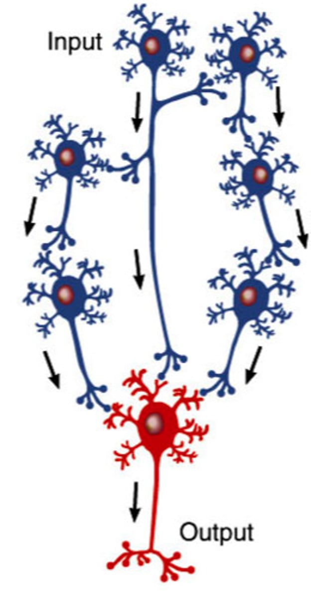 <p>incoming fiber stimulates several neurons in parallel arrays to stimulate a singular common output cell</p>