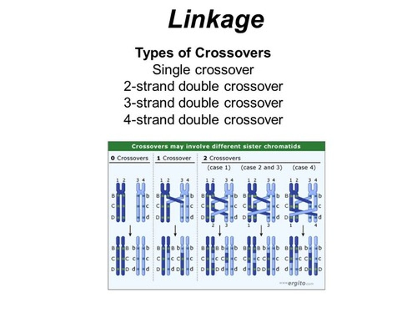 <p>(C) 4 strand double crossover</p><p>The 4 strand double crossover increases genetic variability the most, because it involves all of the four chromatids of a tetrad. The more strands that become involved, the more variability is introduced.</p>