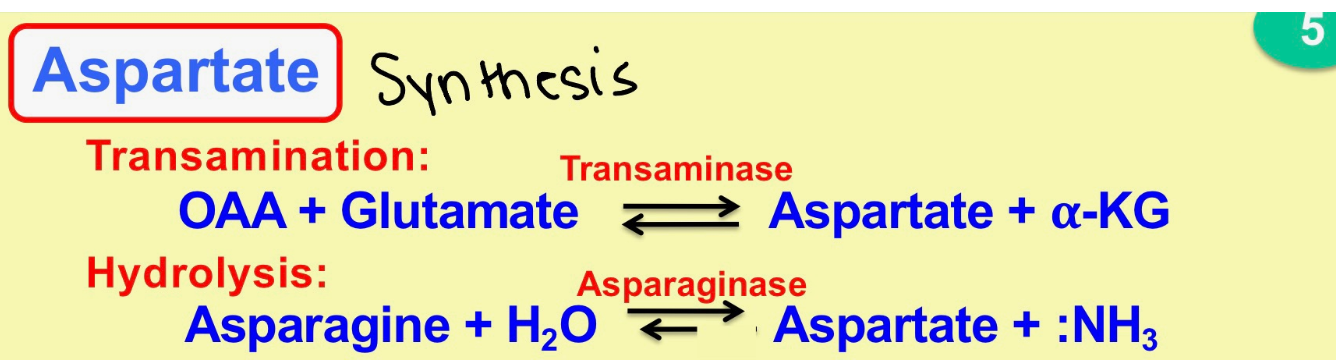 <p>transamintion → hydrolysis</p>