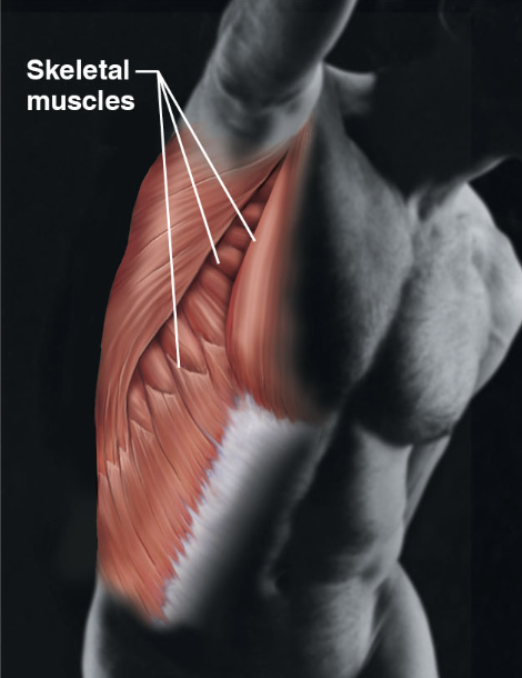 \-skeletal muscles

\-movement of the body

\-environment, locomotion, and facial expressions 

\-maintain posture and produces heat 