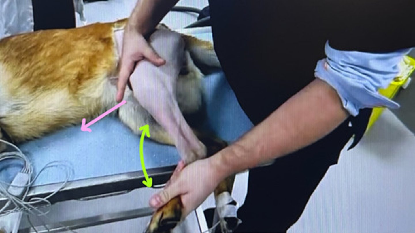 <p>Tibial compression test is used for diagnosing CCL disease. How do you do it?</p>