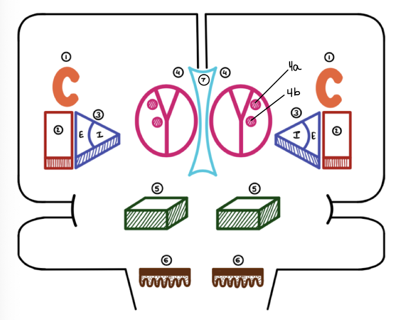 <p>Which basal ganglia structure is labeled 4a?</p>