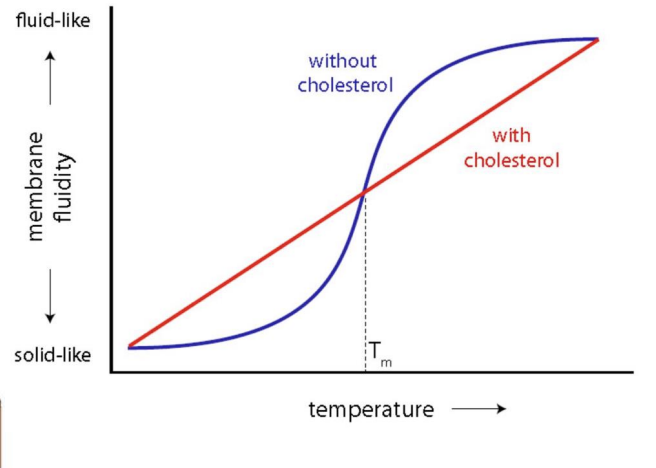 <p><span style="line-height: 19.55px; color: windowtext;"><span> </span></span></p><ul><li><p class="Paragraph SCXO217765712 BCX0" style="text-align: left;"><span style="background-color: inherit; line-height: 19.55px; color: windowtext;"><span>Cholesterol prevent phospholipids from packing tighlty--&gt; inc. Fluidity</span></span><span style="line-height: 19.55px; color: windowtext;"><span> </span></span></p></li></ul><ul><li><p class="Paragraph SCXO217765712 BCX0" style="text-align: left;"><span style="background-color: inherit; line-height: 19.55px; color: windowtext;"><span>Is a rigid structure --&gt; packs or separates them</span></span><span style="line-height: 19.55px; color: windowtext;"><span> </span></span></p></li><li><p class="Paragraph SCXO217765712 BCX0" style="text-align: left;"><span style="background-color: inherit; line-height: 19.55px; color: windowtext;"><span>Creates stable line (red line)</span></span><span style="line-height: 19.55px; color: windowtext;"><span> </span></span></p></li></ul><p></p>