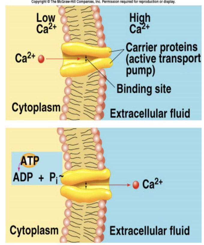 <p>Ca2+ ATPase/Pump: hydrolysis of ATP directly required for the function of the carriers. molecule or ion binds to the “recognition site” on one side of carrier protein —&gt; binding stimulates phosphorylation (breakdown of ATP) of the carrier —&gt; carrier protein undergoes conformational change —&gt; hinge-like motion releases transported molecules to the opposite side of the membrane</p>