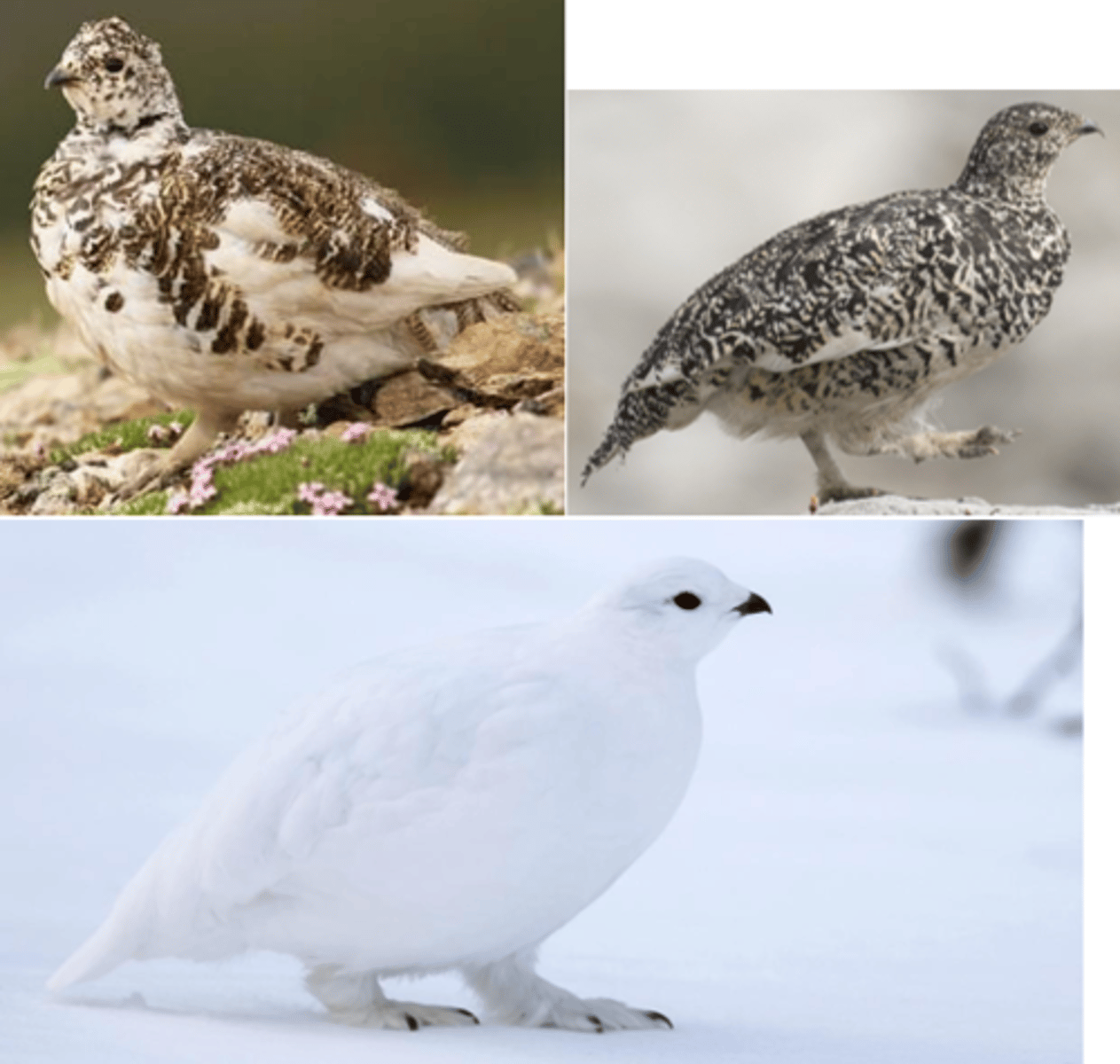 <p>Identification</p><p>- Compact grouse with feathered legs and feet.</p><p>- Plumage changes b season: pure white in winter and mottled brown-gray in summer.</p><p>Behaviour / Adaptation</p><p>- Camouflage is seasonal—white in snow, brown in summer scree.</p><p>- Found in high alpine zones, feeding on buds, twigs, and alpine plants.</p><p>- Stays in cold environments year-round—unusual for birds.</p>