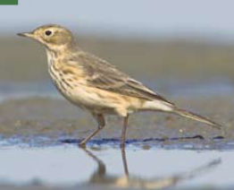 <p><span><span>Anthus rubescens </span></span></p>