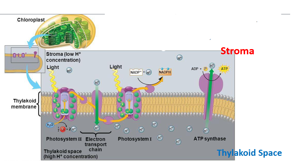<p>photophosphorylation is</p>
