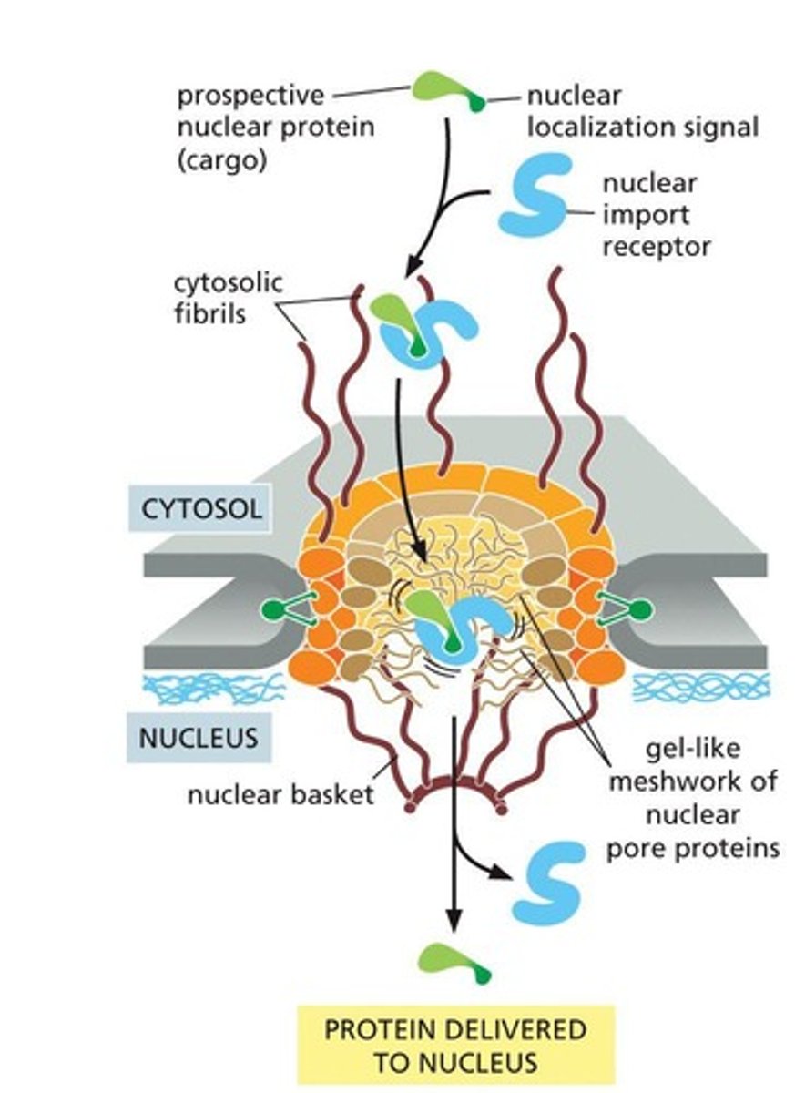 <p>Prospective nuclear proteins contain a nuclear localization signal recognized by nuclear import receptors.</p>
