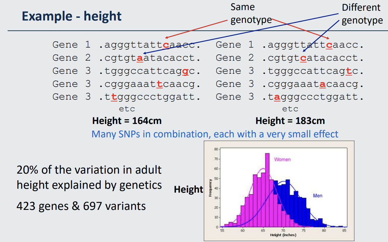 <ul><li><p><strong>Influence: </strong>Many SNPs in combination influence height (the difference between individuals’ height → 164 cm vs 183 cm)</p><ul><li><p>Each SNP has a very small effect</p></li></ul></li><li><p><strong>Contribution:</strong></p><ul><li><p>20% of the variation in adult height explained by genetics</p></li><li><p>423 genes &amp; 697 variants</p></li></ul></li></ul><p></p>