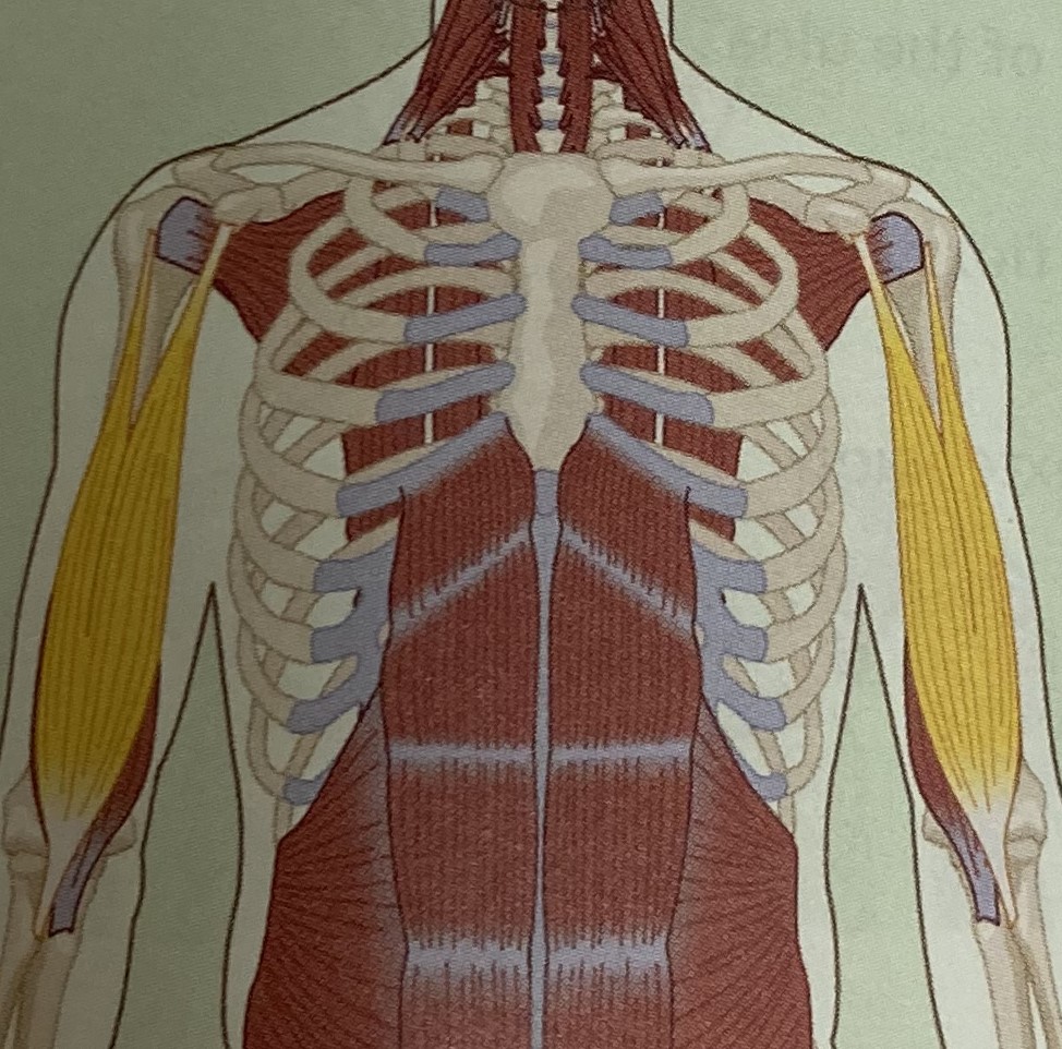 <ul><li><p>category: arm musculature</p></li><li><p>origin: humerus and scapula</p></li><li><p>insertion: radius</p></li><li><p>isolated function: concentric elbow flexion, supination of the radioulnar joint, and shoulder flexion</p></li><li><p>integrated function: eccentric elbow extension, pronation of the radioulnar joint, and shoulder extension</p></li><li><p>stabilizes the shoulder girdle</p></li><li><p>two heads, short and long head</p></li></ul><p></p>