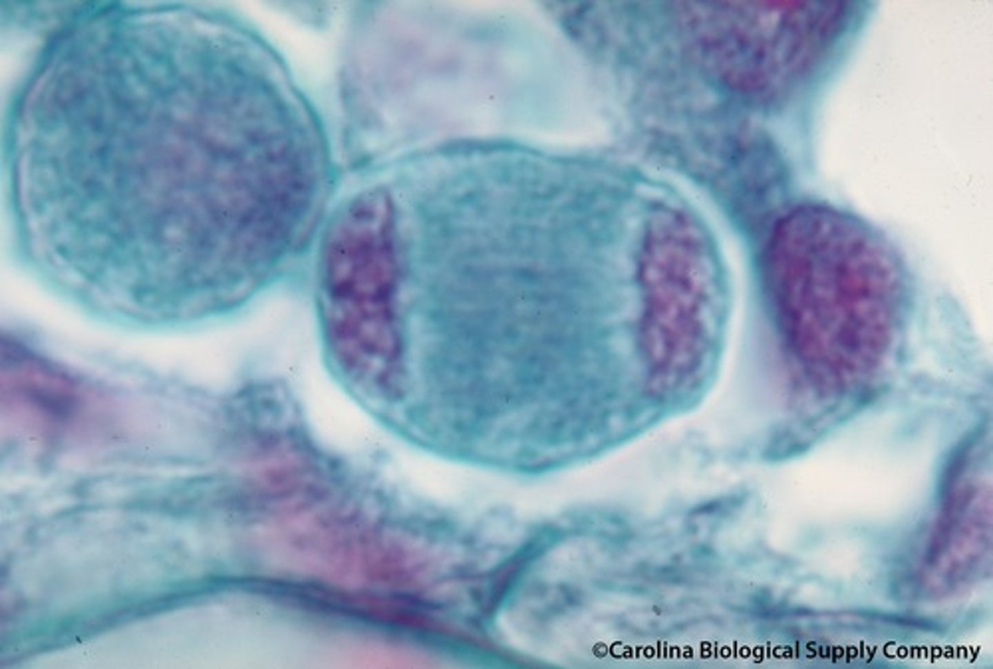 <p>nuclear envelopes form around chromosomes which may temporarily decondense. Spindle disappears. Cytokinesis may divide cell into two.</p>