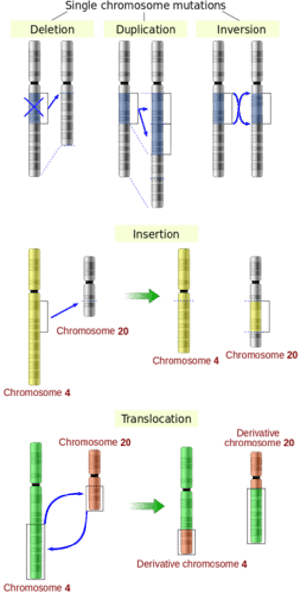 <p>translocations</p>