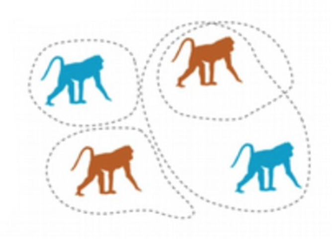 <p>Primate social structure</p>